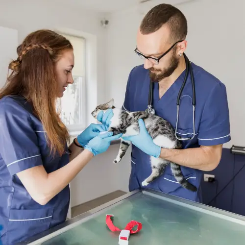 AUXILIAR VETERINÁRIO PRESENCIAL